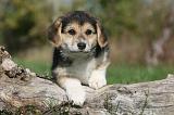 CORGI PEMBROKE 1033
